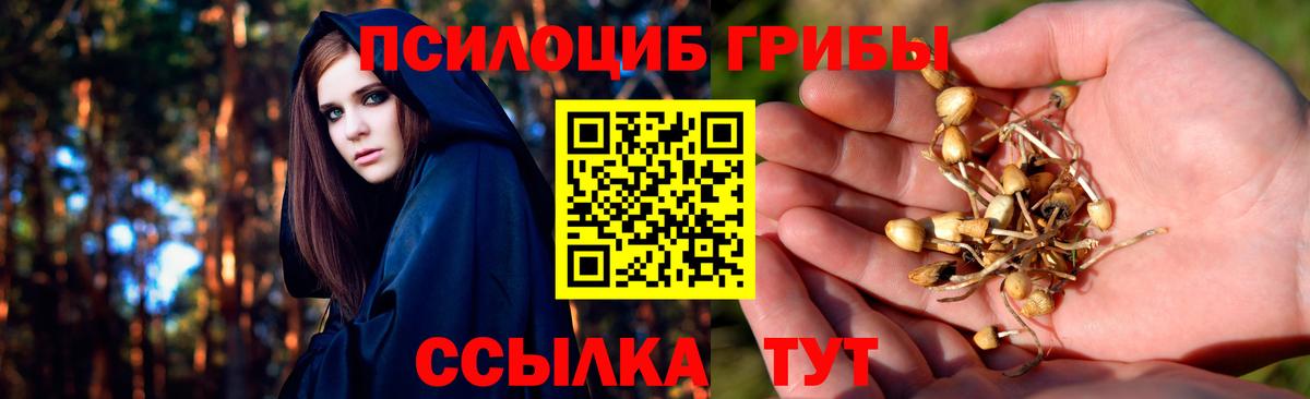 Псилоцибиновые грибы Psilocybe Рязань